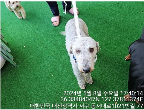 대전동물보호센터_430366202400177